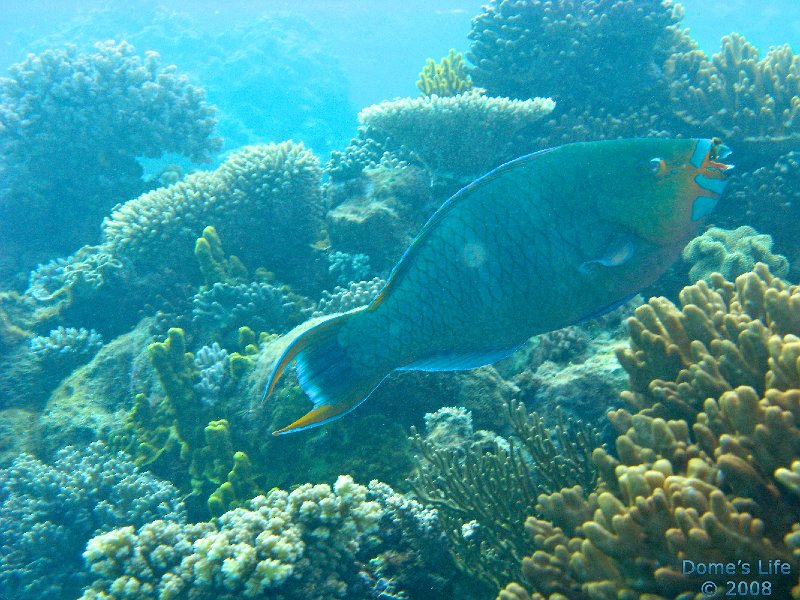 Grande Barriera Corallina 10