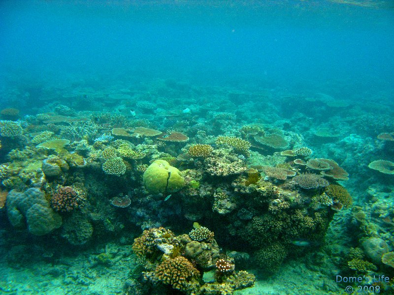 Grande Barriera Corallina 102