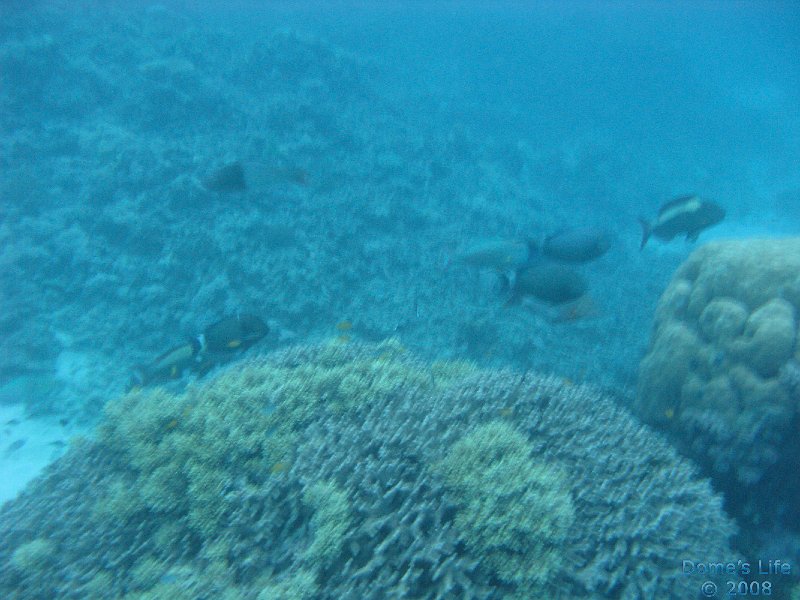 Grande Barriera Corallina 120