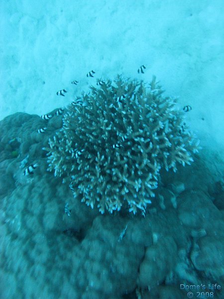 Grande Barriera Corallina 121