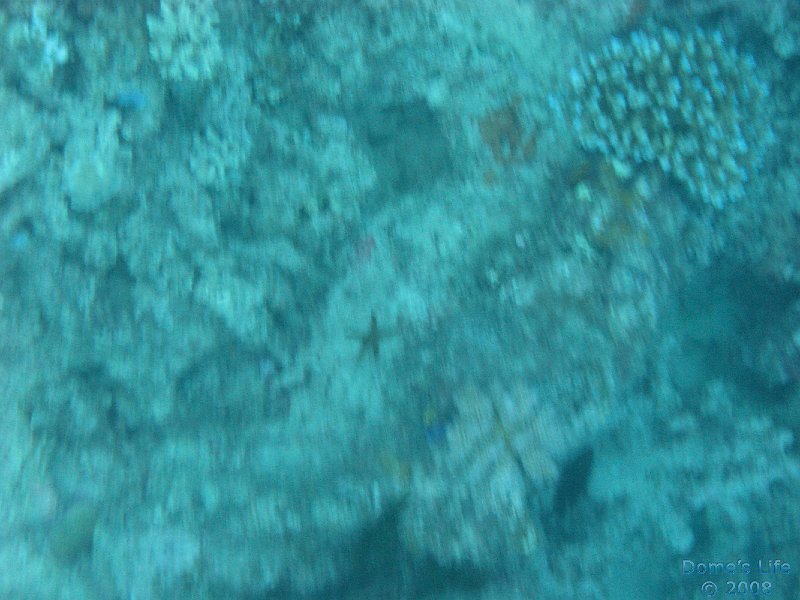 Grande Barriera Corallina 122