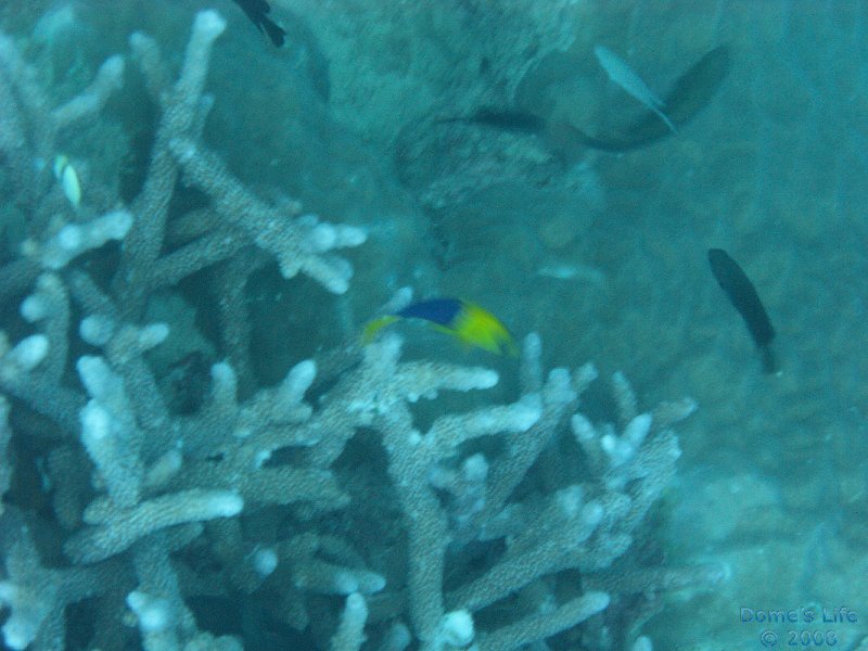 Grande Barriera Corallina 123