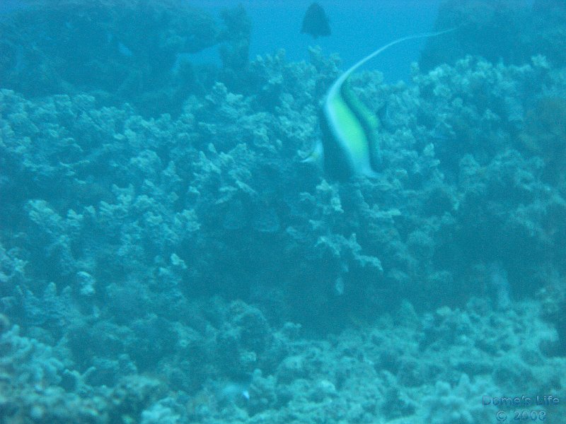 Grande Barriera Corallina 154