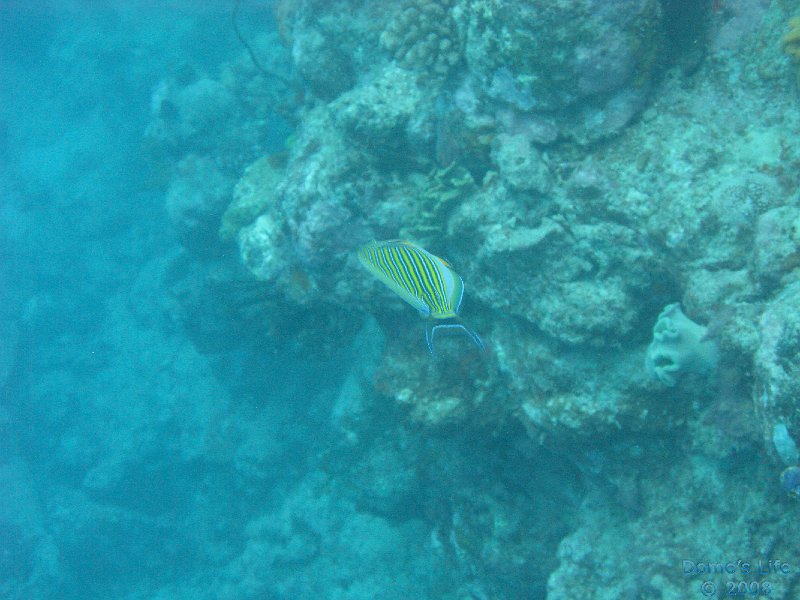 Grande Barriera Corallina 174