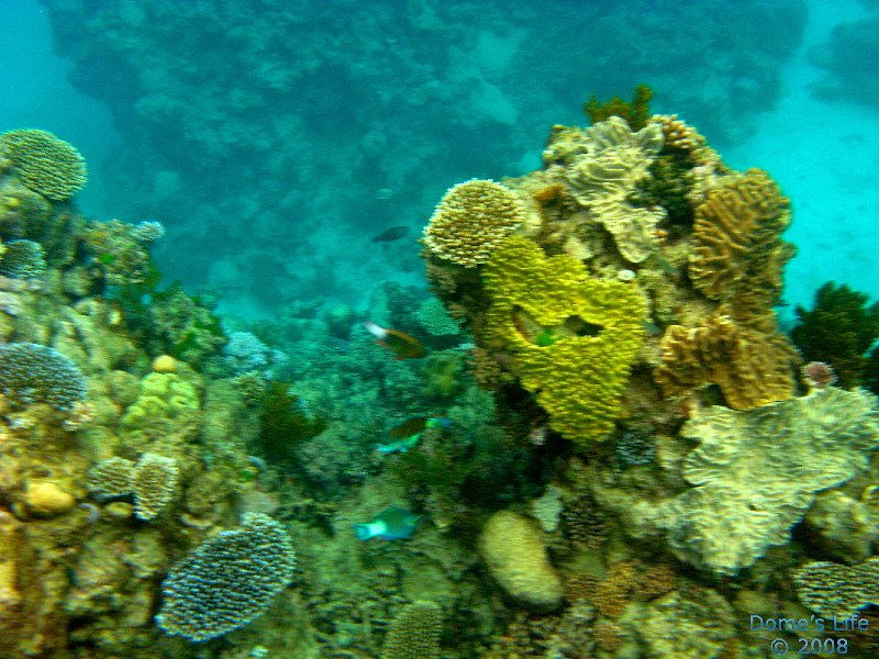 Grande Barriera Corallina 178
