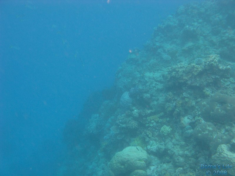 Grande Barriera Corallina 22