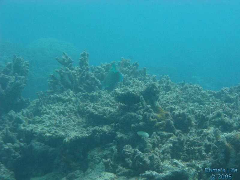 Grande Barriera Corallina 30