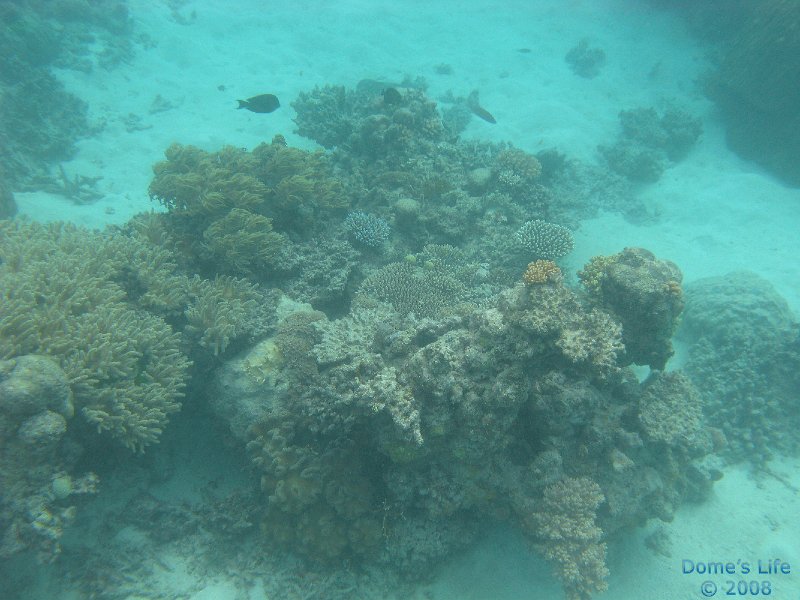 Grande Barriera Corallina 38