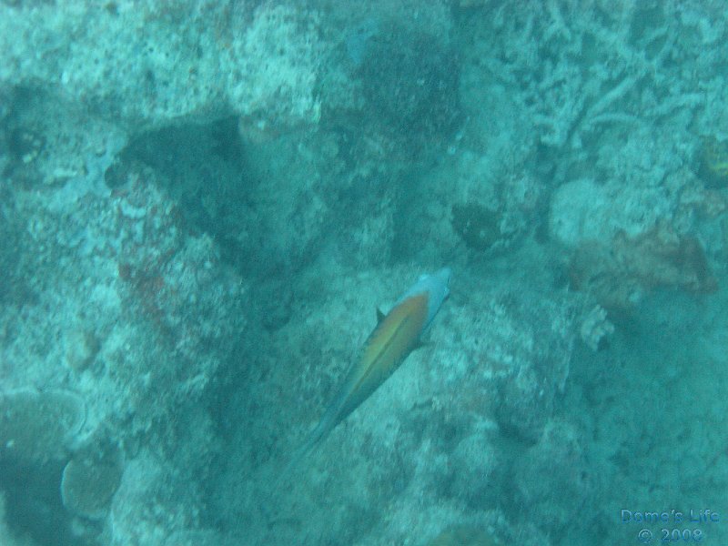 Grande Barriera Corallina 49