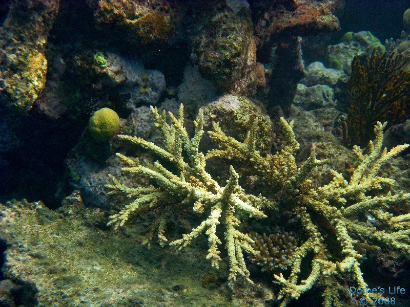 Grande Barriera Corallina 57