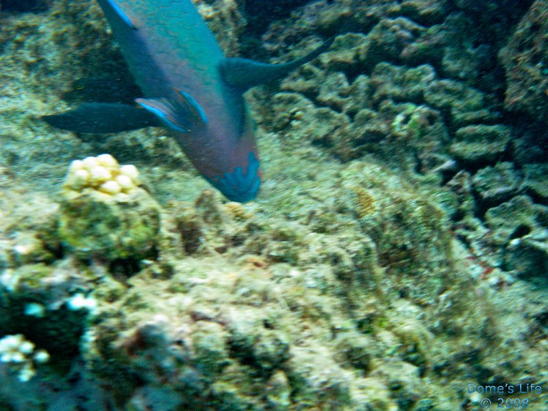 Grande Barriera Corallina 05