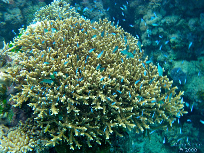 Grande Barriera Corallina 06