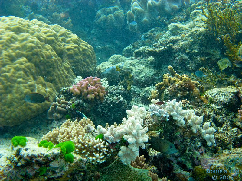 Grande Barriera Corallina 09