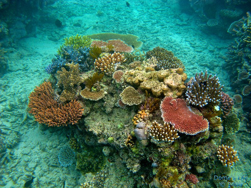 Grande Barriera Corallina 103