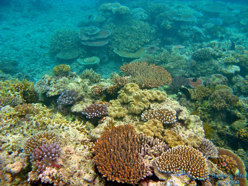 Grande Barriera Corallina 104