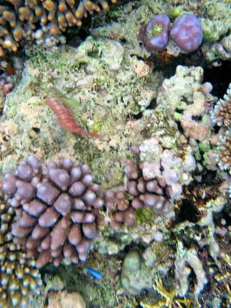 Grande Barriera Corallina 105