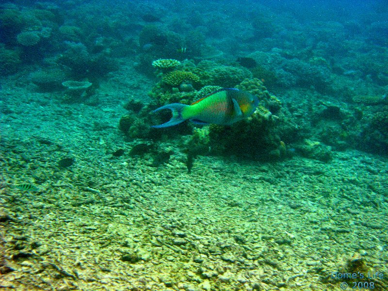 Grande Barriera Corallina 106