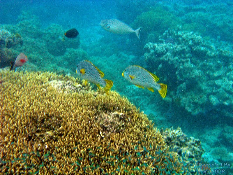 Grande Barriera Corallina 110