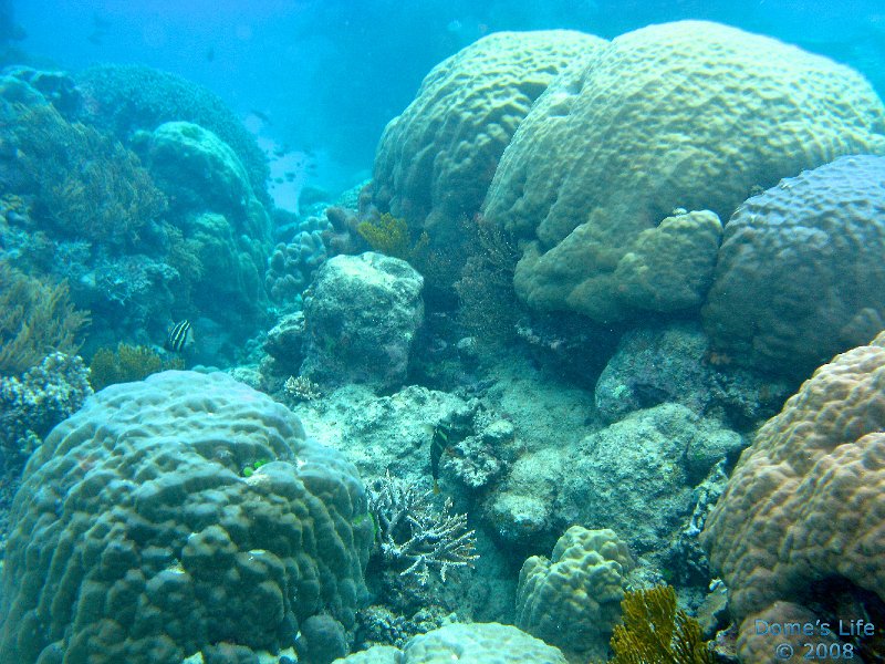 Grande Barriera Corallina 12