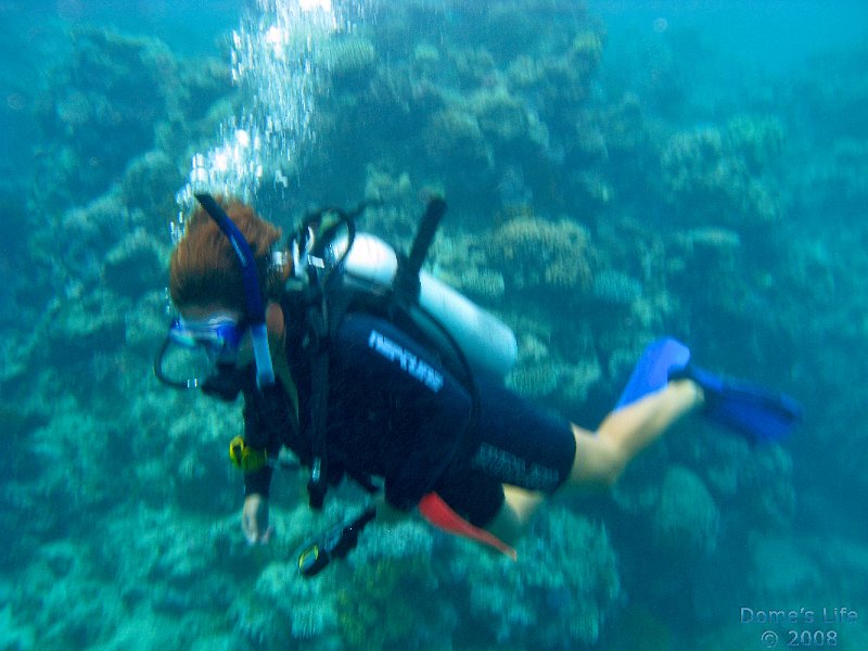 Grande Barriera Corallina 13