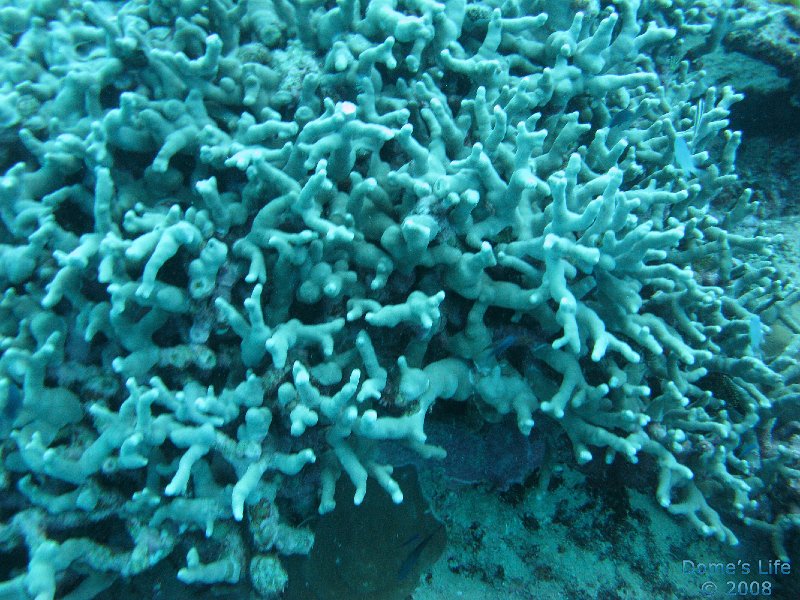 Grande Barriera Corallina 130