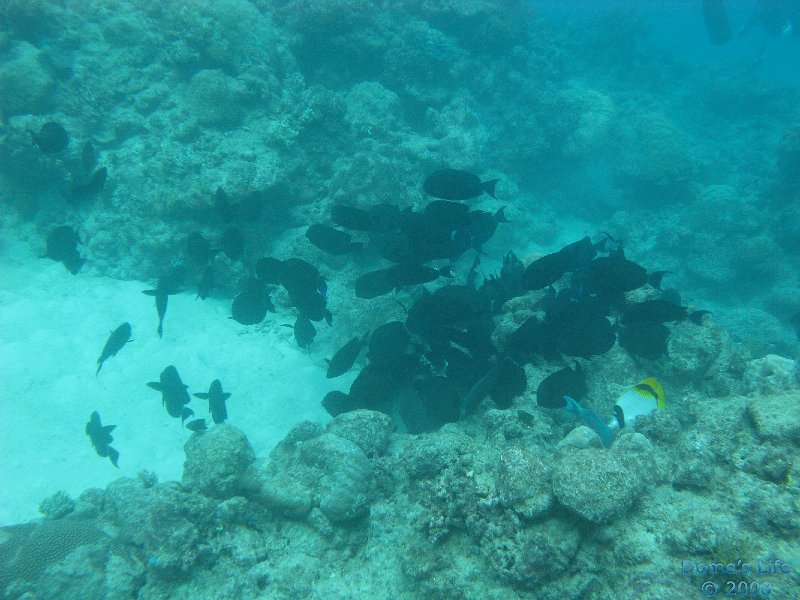 Grande Barriera Corallina 133