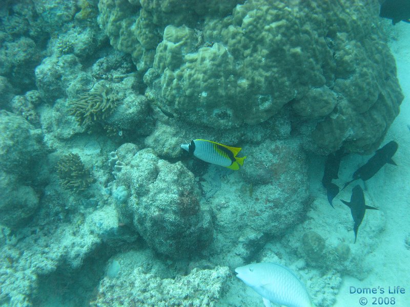 Grande Barriera Corallina 137
