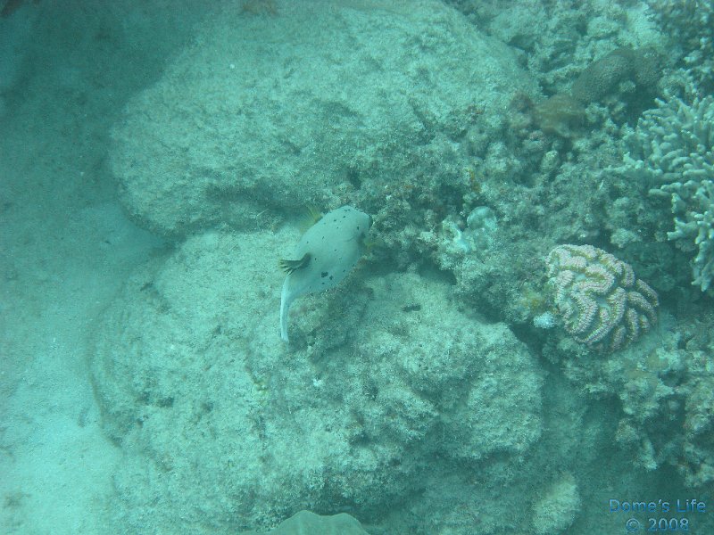 Grande Barriera Corallina 138
