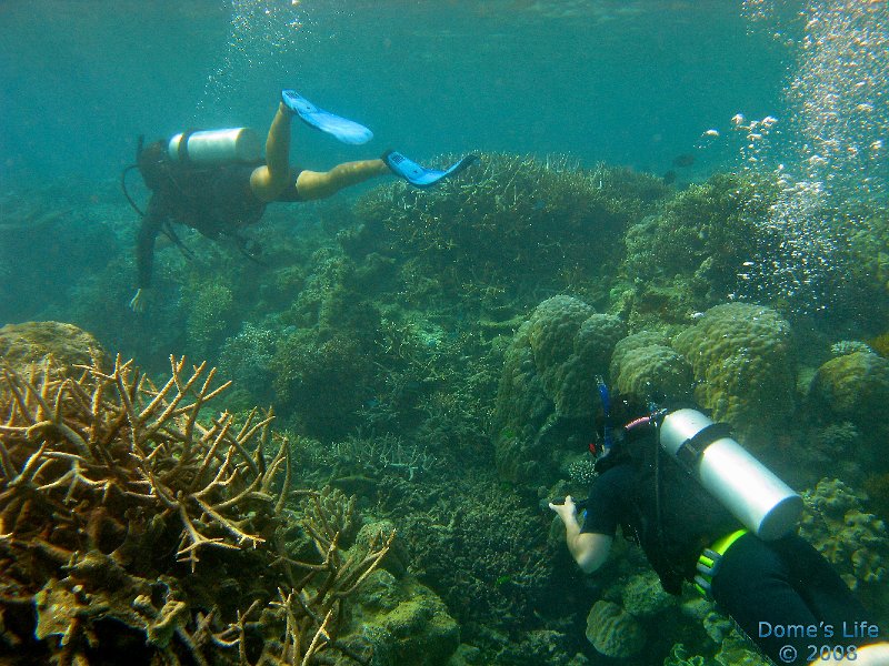 Grande Barriera Corallina 139