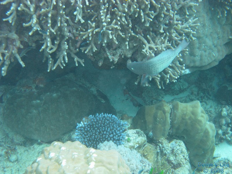 Grande Barriera Corallina 14