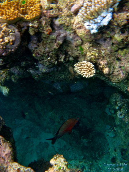 Grande Barriera Corallina 141