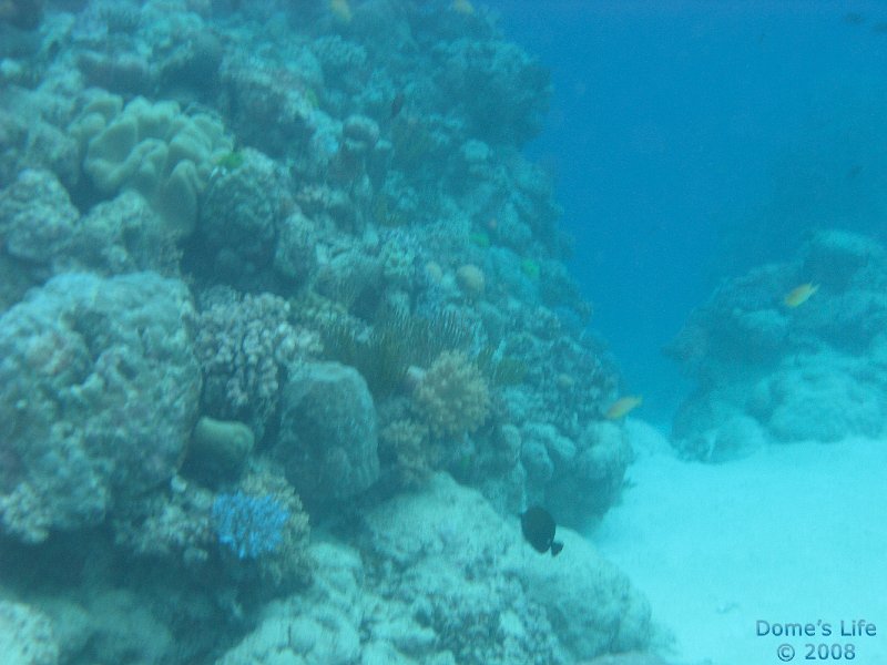 Grande Barriera Corallina 15