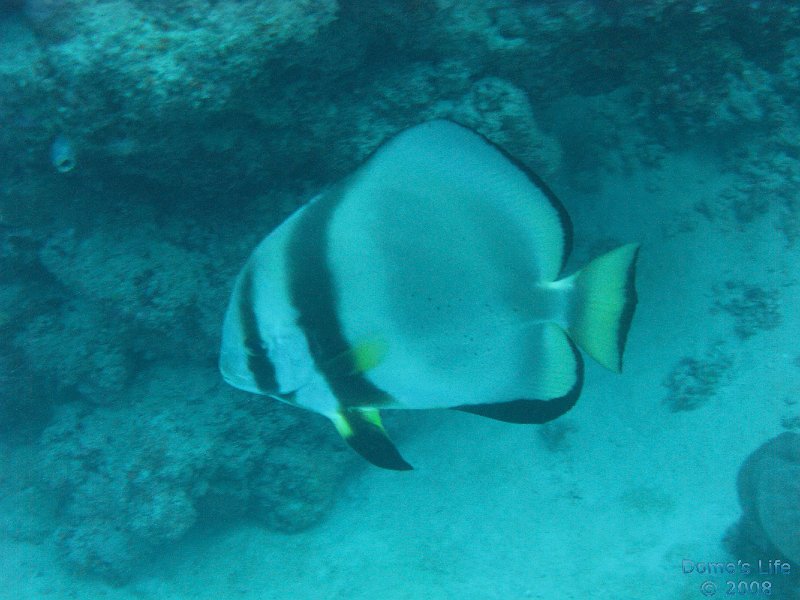 Grande Barriera Corallina 156