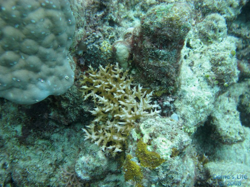 Grande Barriera Corallina 158