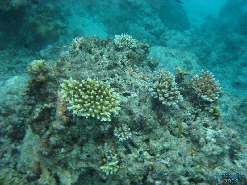 Grande Barriera Corallina 159