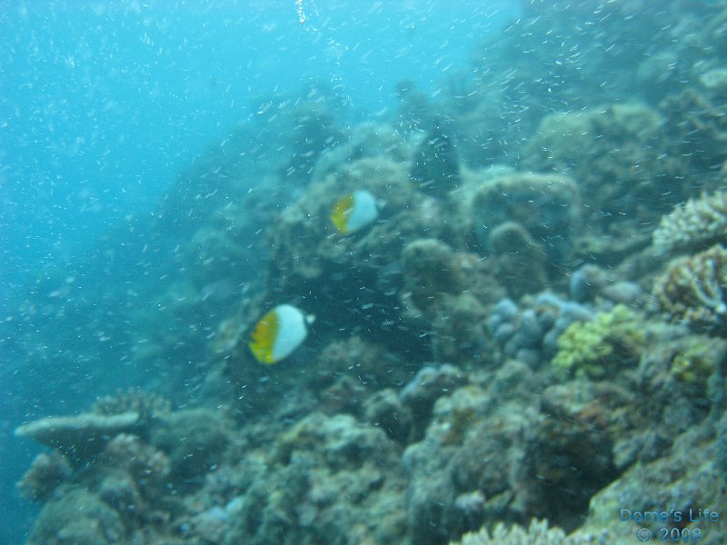 Grande Barriera Corallina 160