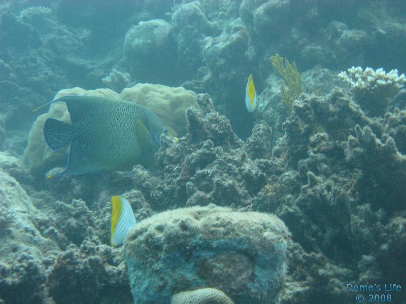 Grande Barriera Corallina 161