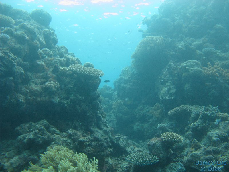 Grande Barriera Corallina 162