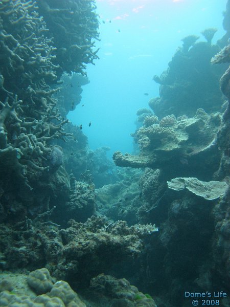 Grande Barriera Corallina 163