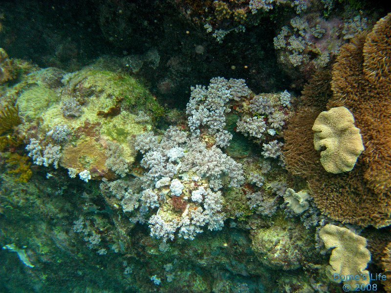 Grande Barriera Corallina 166