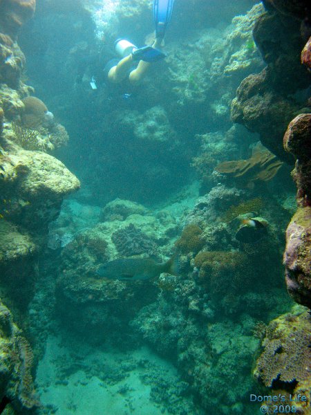 Grande Barriera Corallina 167