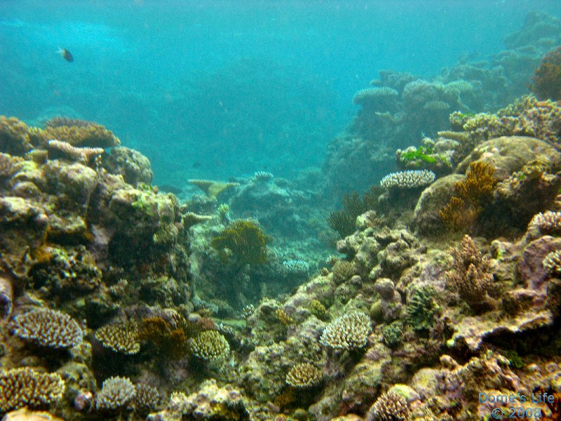 Grande Barriera Corallina 169