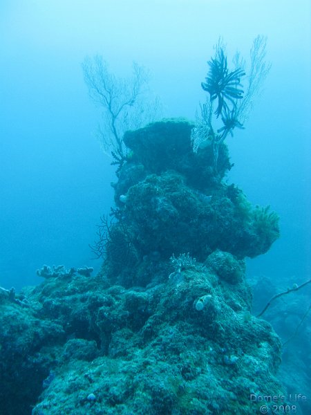 Grande Barriera Corallina 17