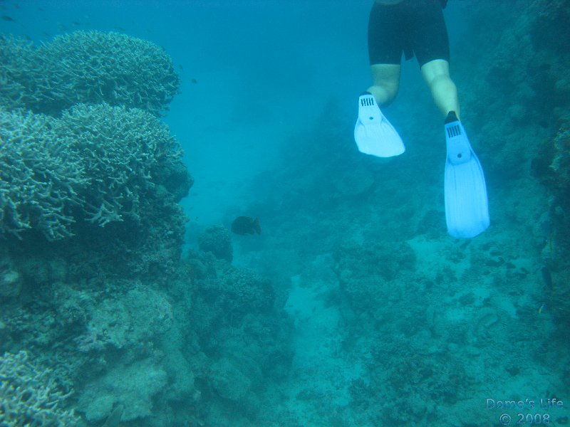 Grande Barriera Corallina 170