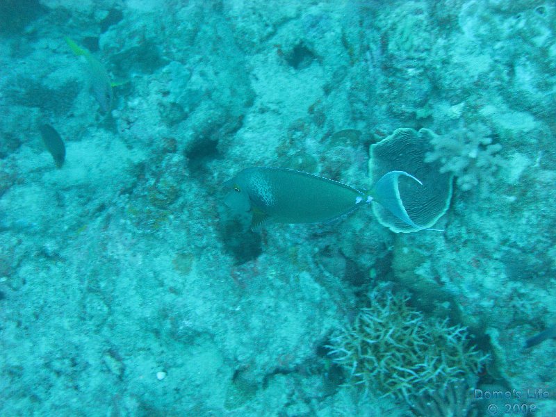 Grande Barriera Corallina 173