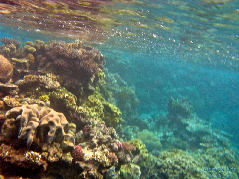 Grande Barriera Corallina 176