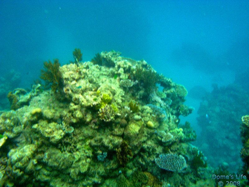 Grande Barriera Corallina 177