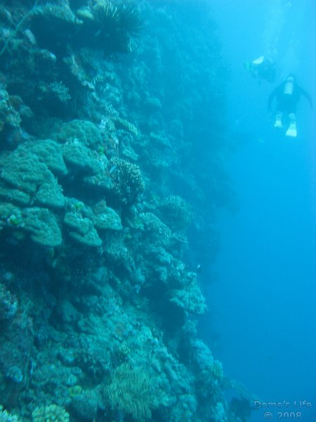 Grande Barriera Corallina 19