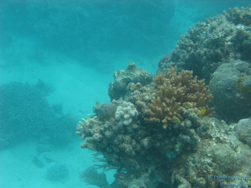 Grande Barriera Corallina 31