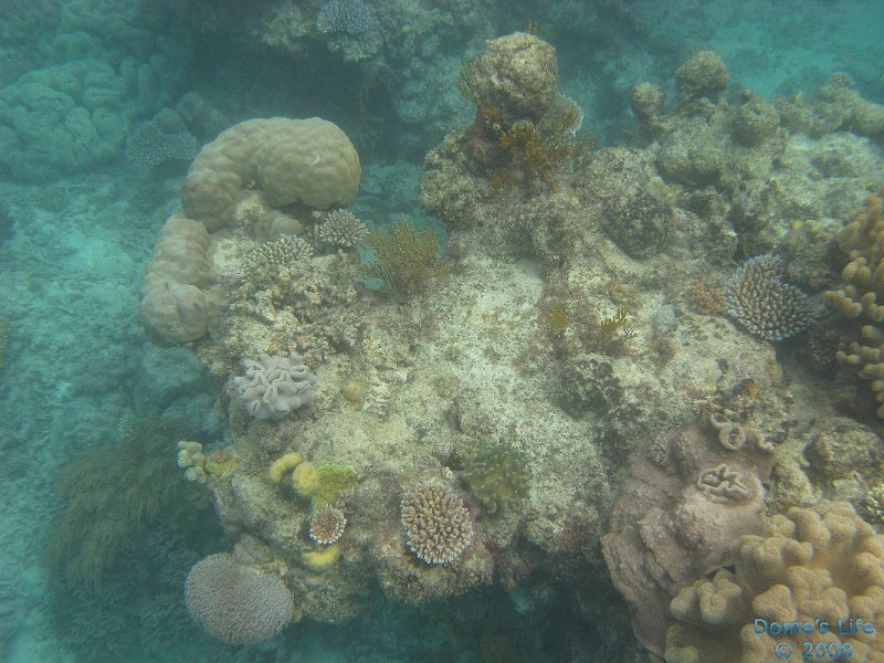 Grande Barriera Corallina 32